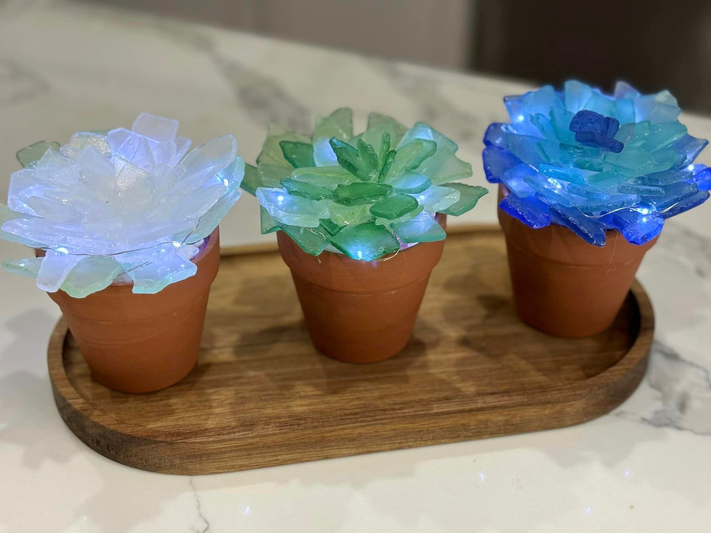 Sea Glass Succulents Kit